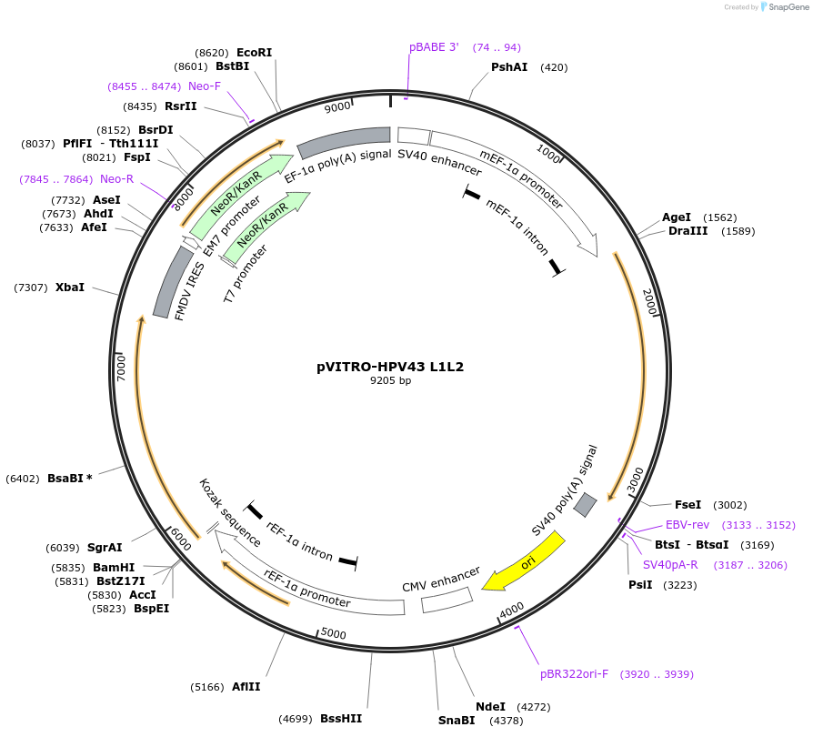 52596-plasmid-map-sequence-id-81729