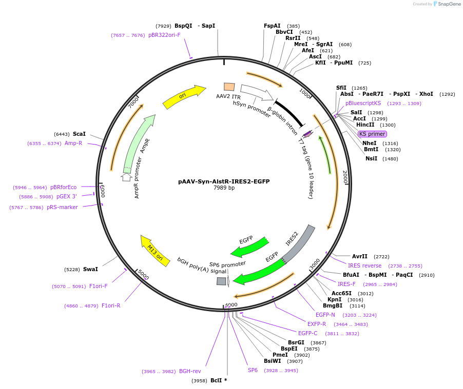 14895-plasmid-map-sequence-id-8173