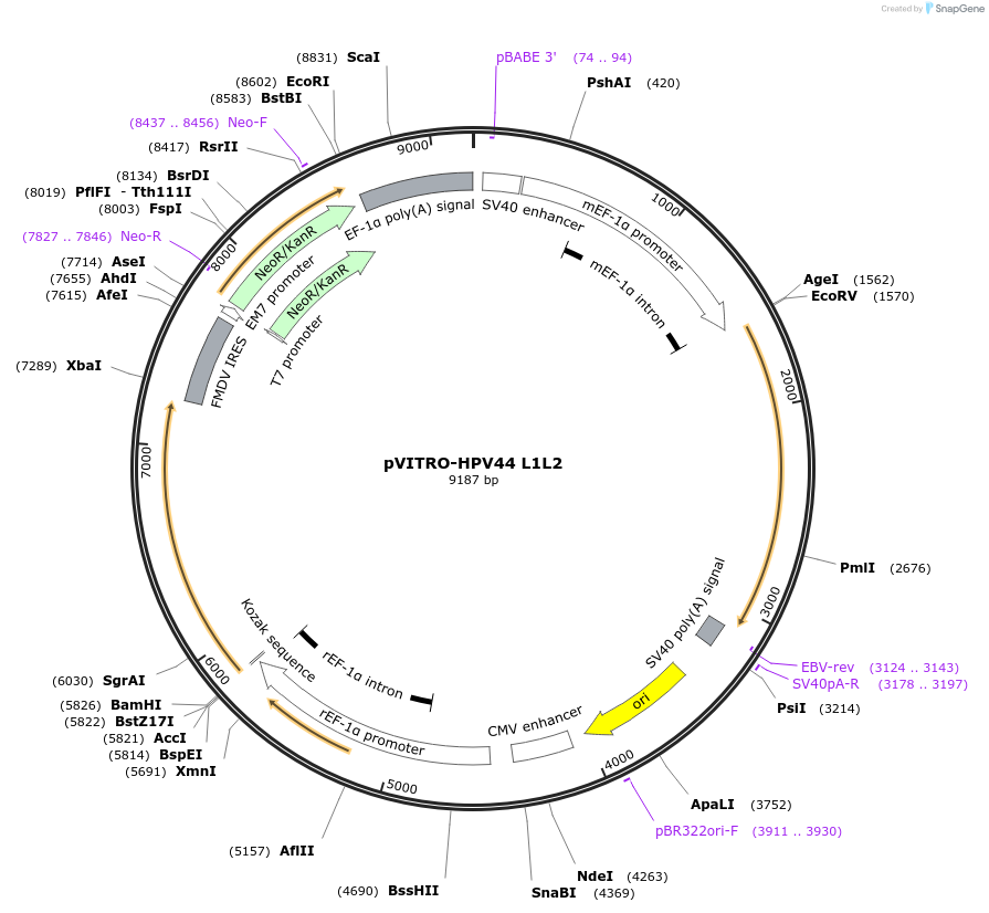 52597-plasmid-map-sequence-id-81730