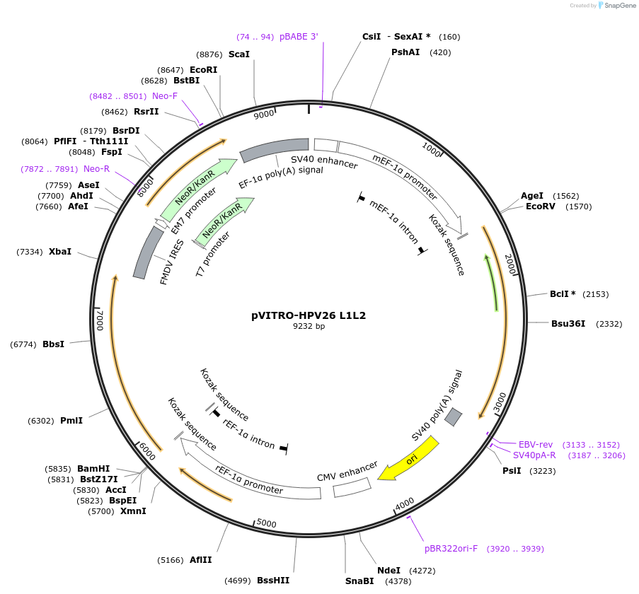52601-plasmid-map-sequence-id-81734