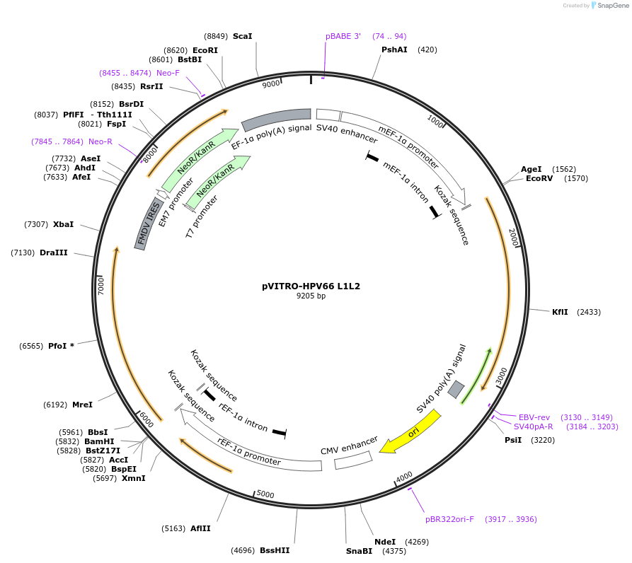 52602-plasmid-map-sequence-id-81735