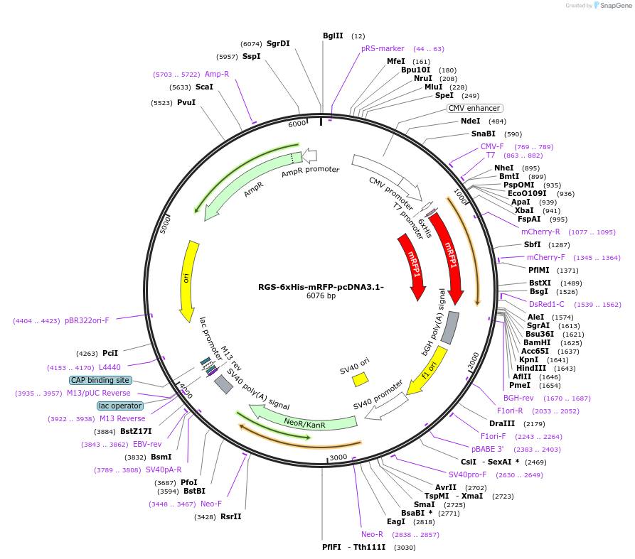 52516-plasmid-map-sequence-id-81767