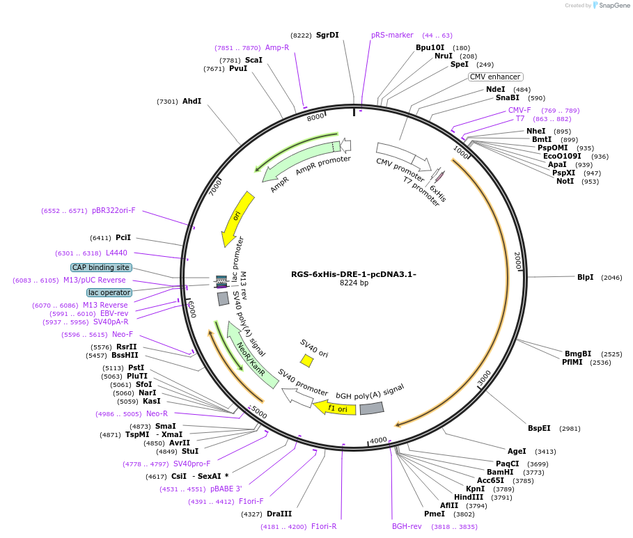 52517-plasmid-map-sequence-id-81771