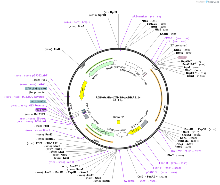 52515-plasmid-map-sequence-id-81774