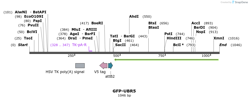 81775_map