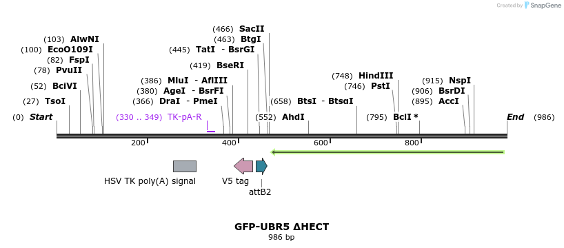 81777_map