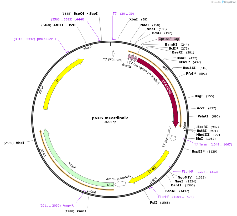 52631-plasmid-map-sequence-id-81792