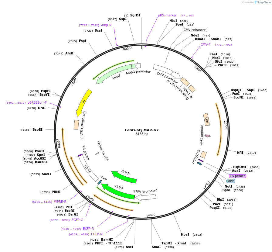 52633-plasmid-map-sequence-id-81796