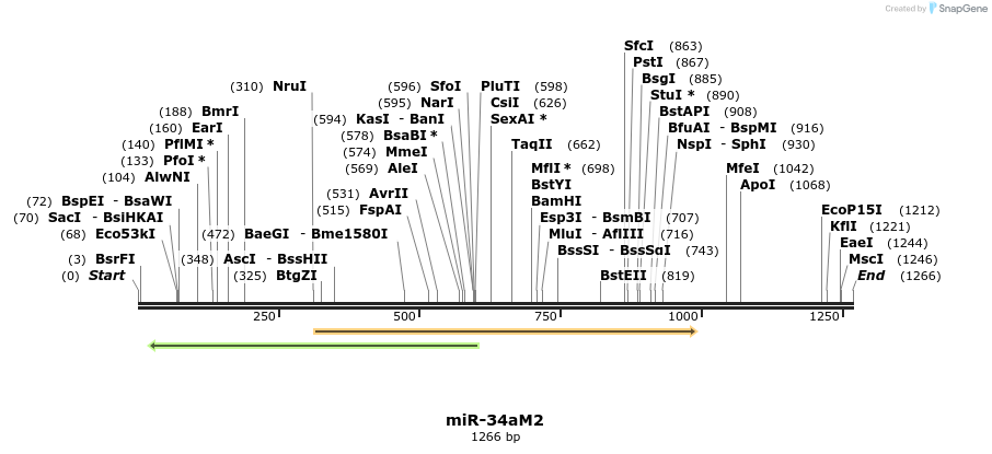 81798_map