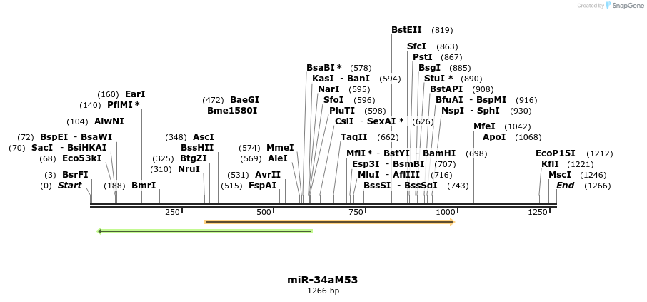 81800_map