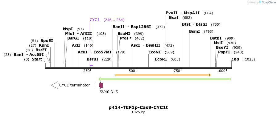 81810_map