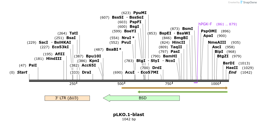 81817_map
