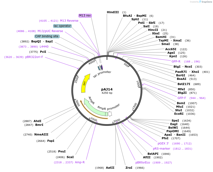 8185_map