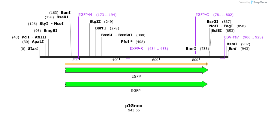 81898_map