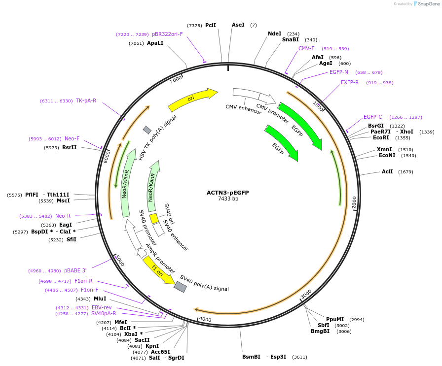 52670-plasmid-map-sequence-id-81953