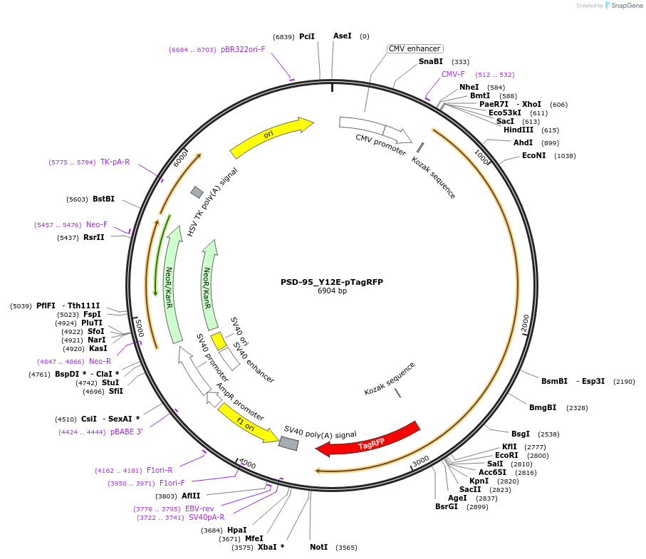 52672-plasmid-map-sequence-id-81956