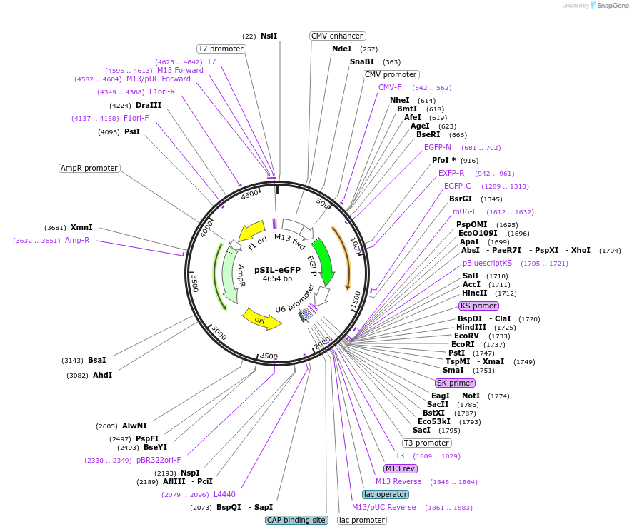 52675-plasmid-map-sequence-id-81960