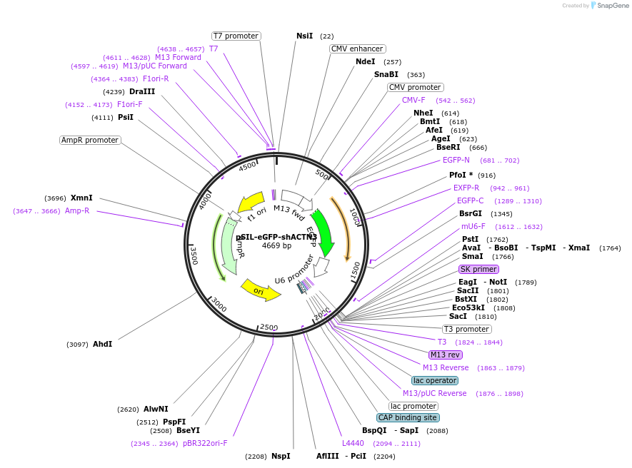 52678-plasmid-map-sequence-id-81965