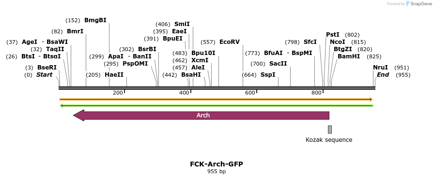 81975_map