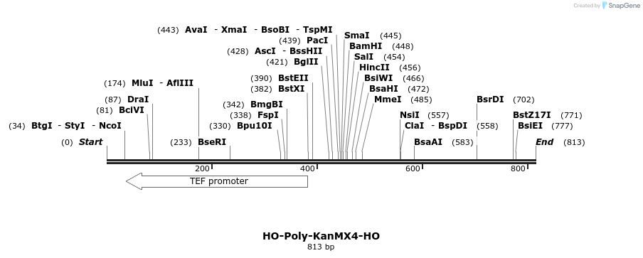 81998_map