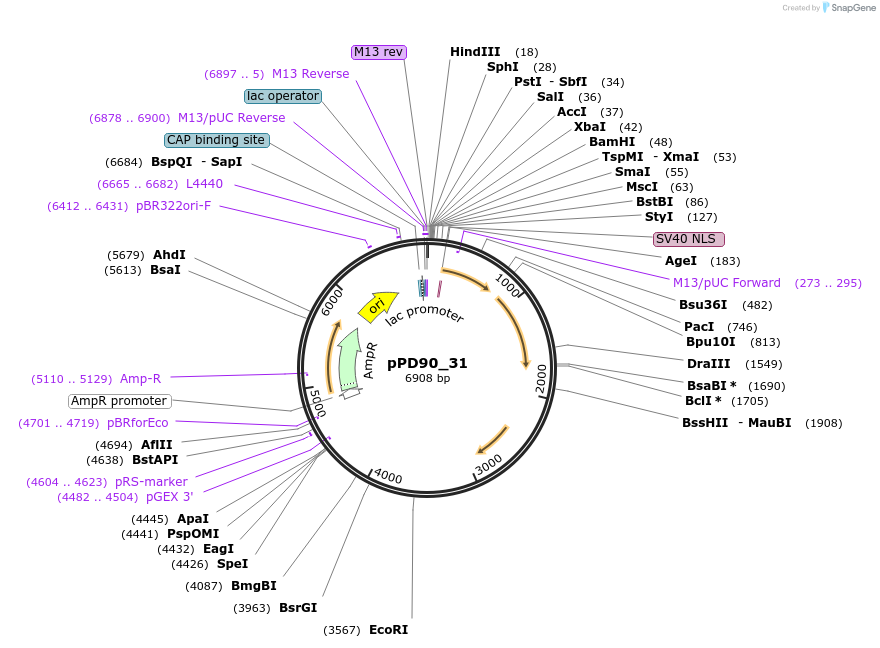 1471-plasmid-map-sequence-id-82
