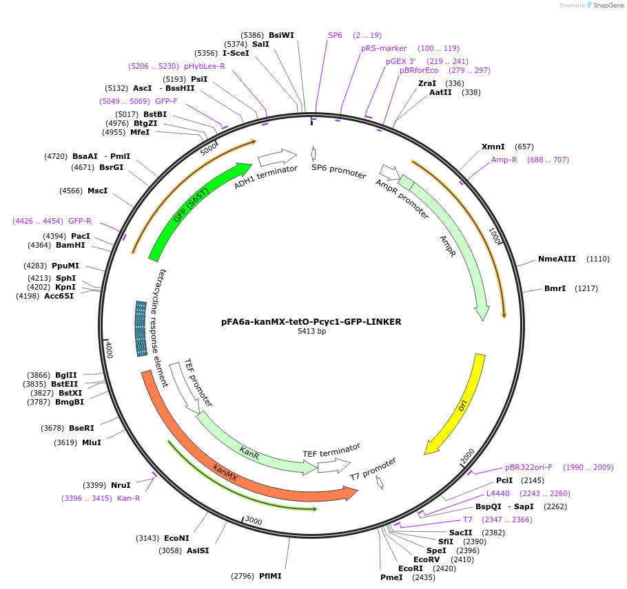 52687-plasmid-map-sequence-id-82017