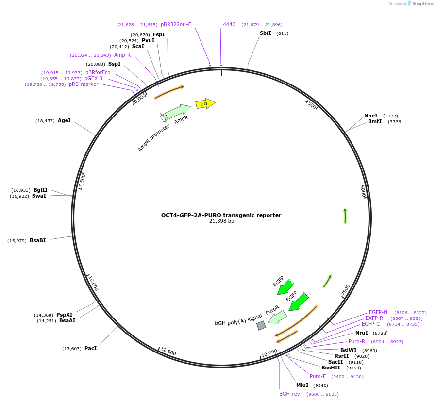 52379-plasmid-map-sequence-id-82022
