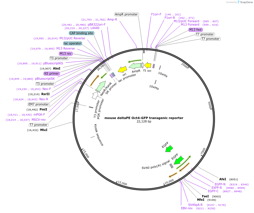 52382-plasmid-map-sequence-id-82025