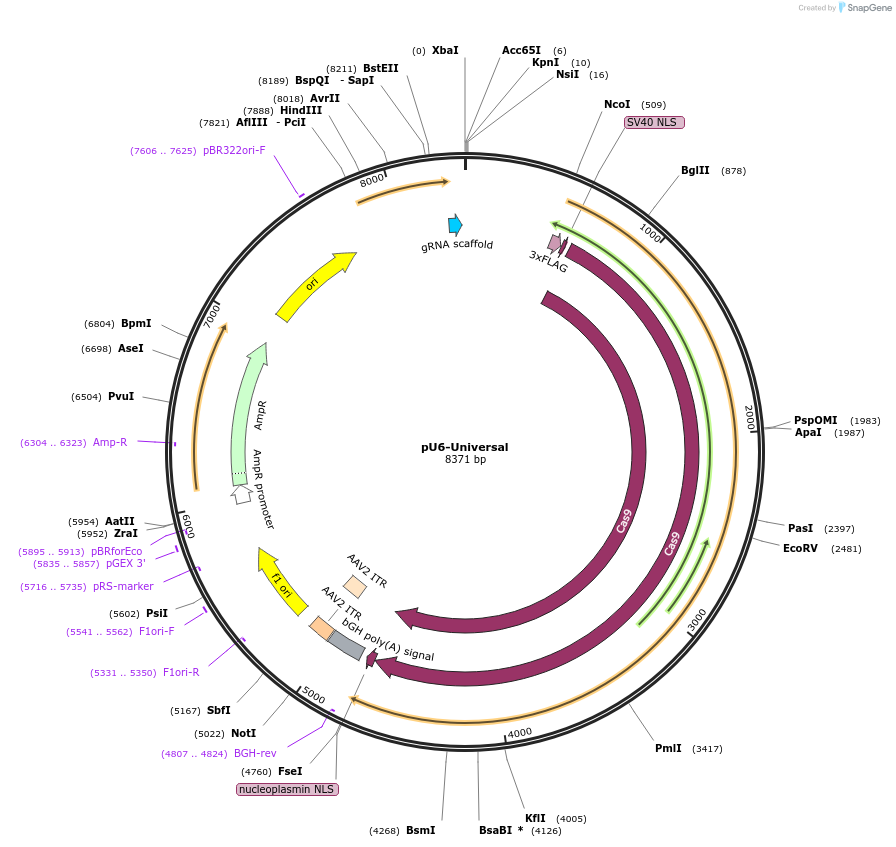 52694-plasmid-map-sequence-id-82051