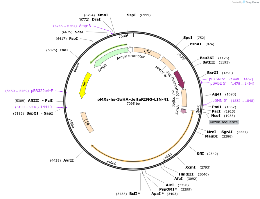 52718-plasmid-map-sequence-id-82067