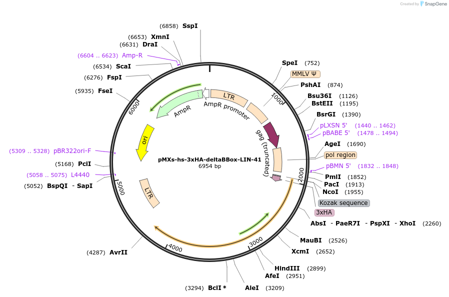 52719-plasmid-map-sequence-id-82068