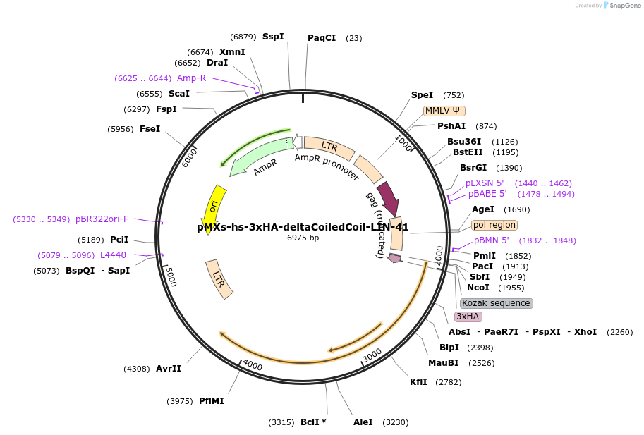 52720-plasmid-map-sequence-id-82069