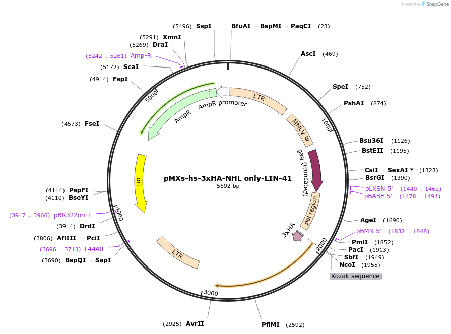 52723-plasmid-map-sequence-id-82074