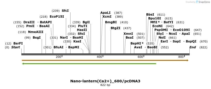 82081_map
