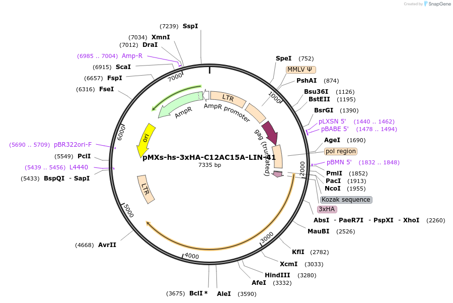 52725-plasmid-map-sequence-id-82094