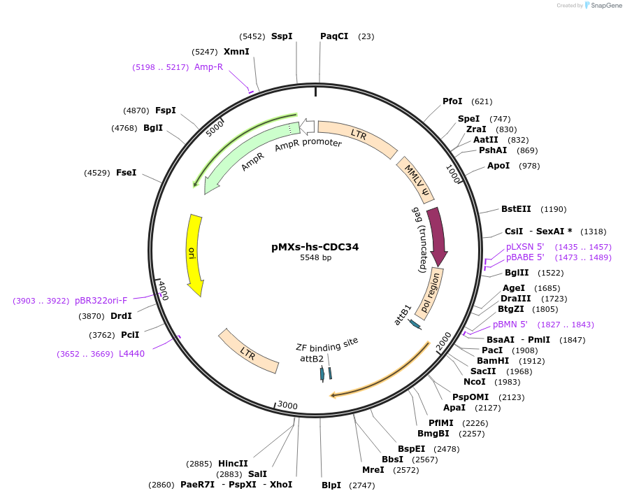 52731-plasmid-map-sequence-id-82096