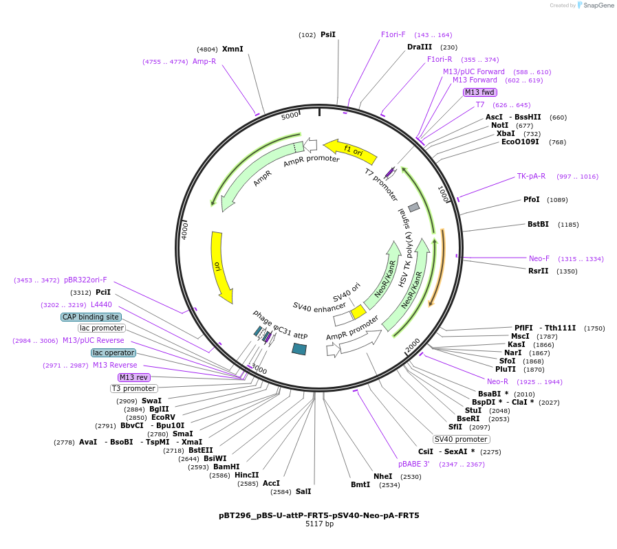 52537-plasmid-map-sequence-id-82107
