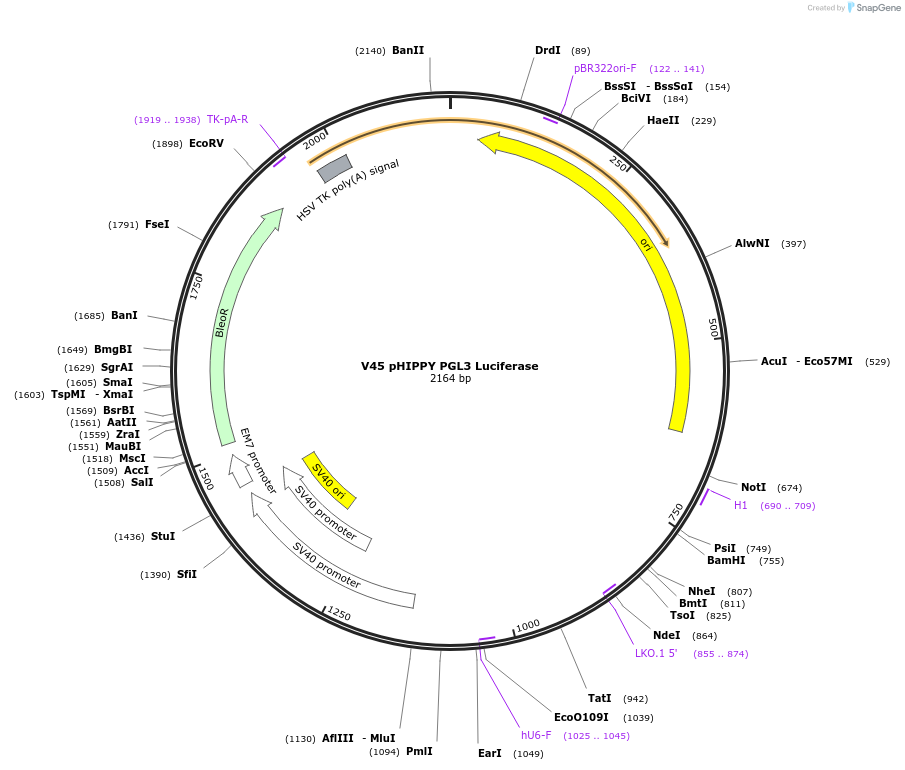 15099-plasmid-map-sequence-id-8214