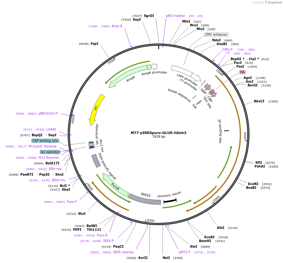 15102-plasmid-map-sequence-id-8217