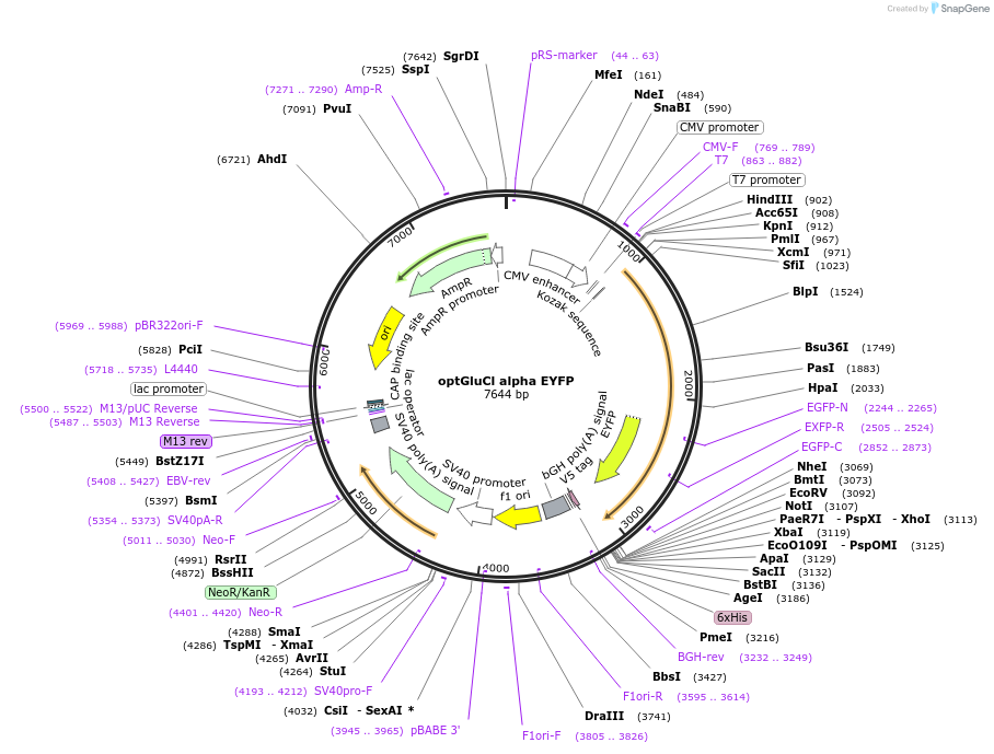 15104-plasmid-map-sequence-id-8218