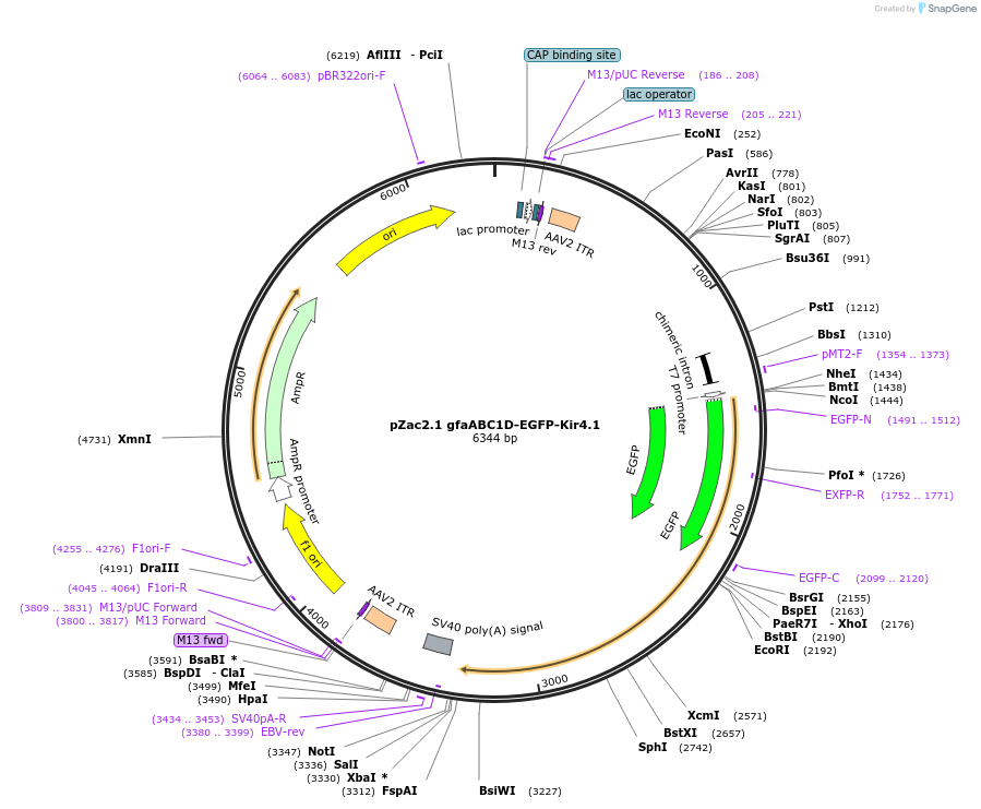 52874-plasmid-map-sequence-id-82199