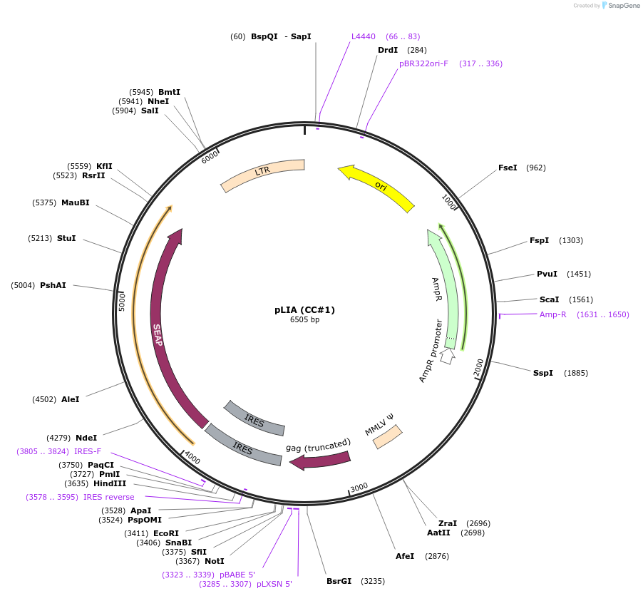 15129-plasmid-map-sequence-id-8222
