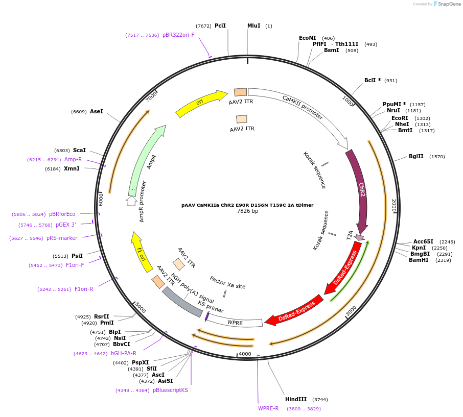 52878-plasmid-map-sequence-id-82241