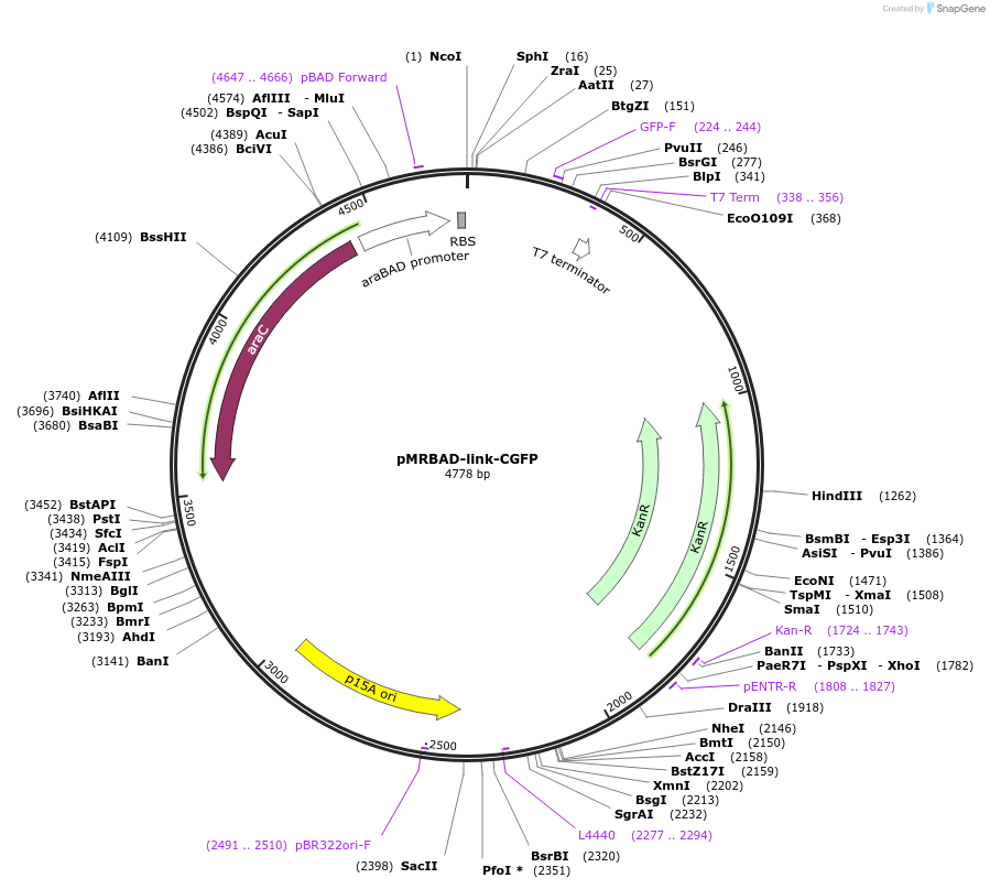 52733-plasmid-map-sequence-id-82259