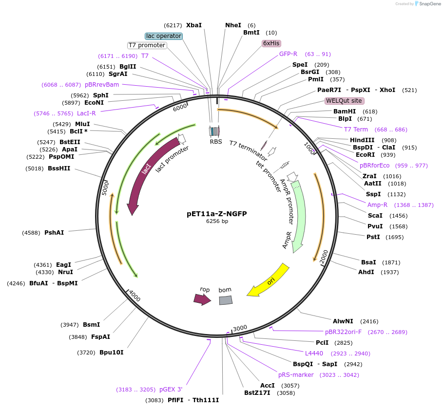 52734-plasmid-map-sequence-id-82261