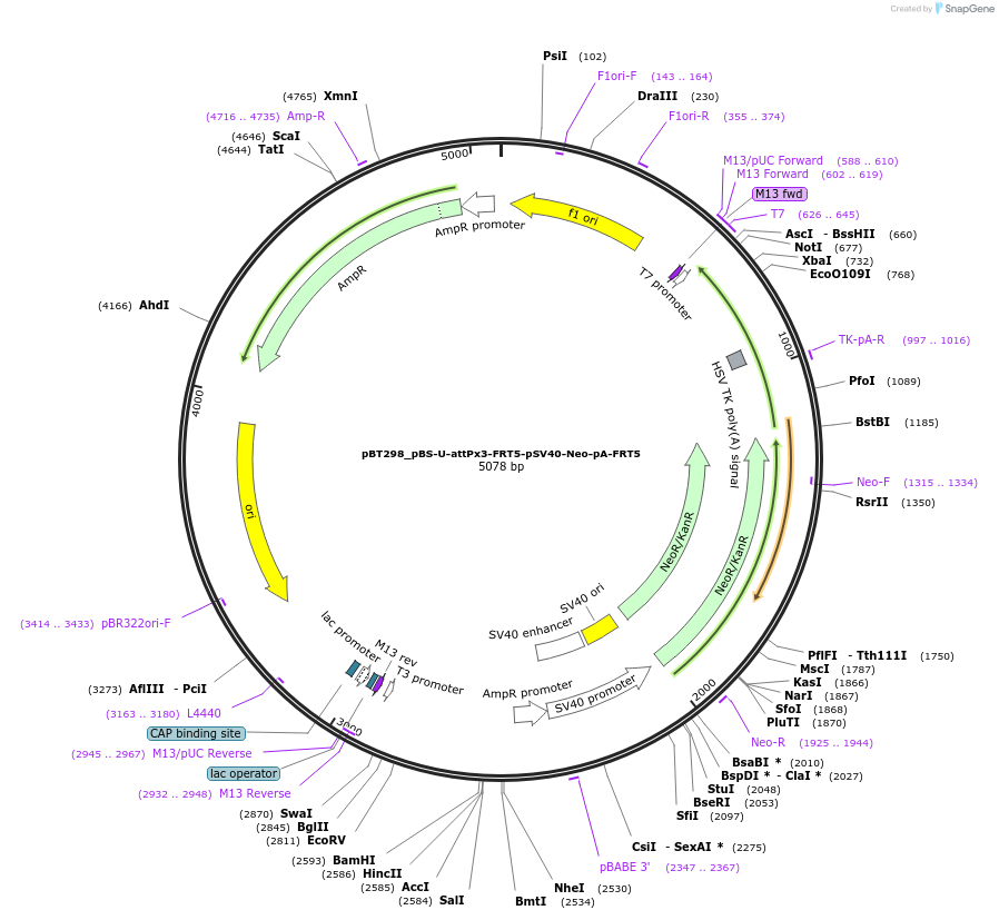 52538-plasmid-map-sequence-id-82288