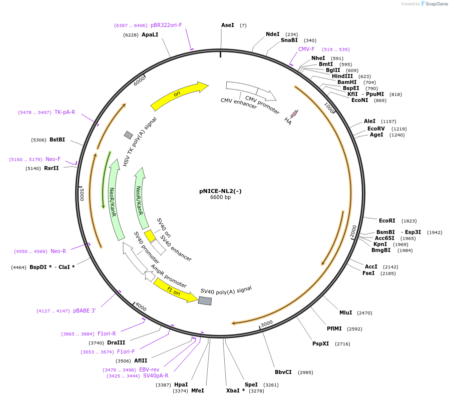 15246-plasmid-map-sequence-id-8230