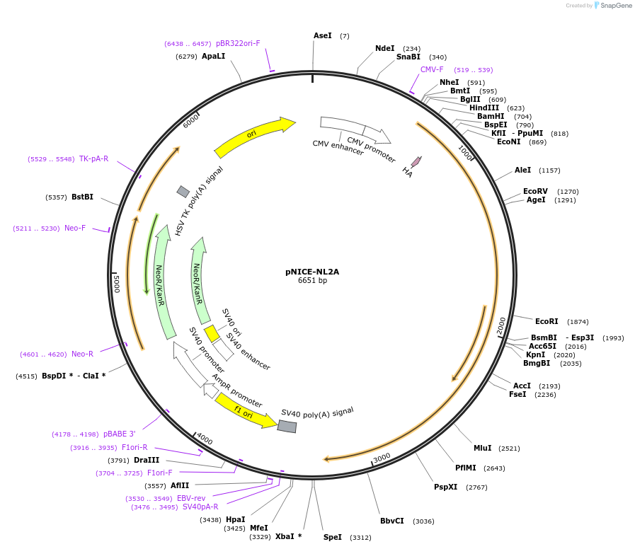 15259-plasmid-map-sequence-id-8231