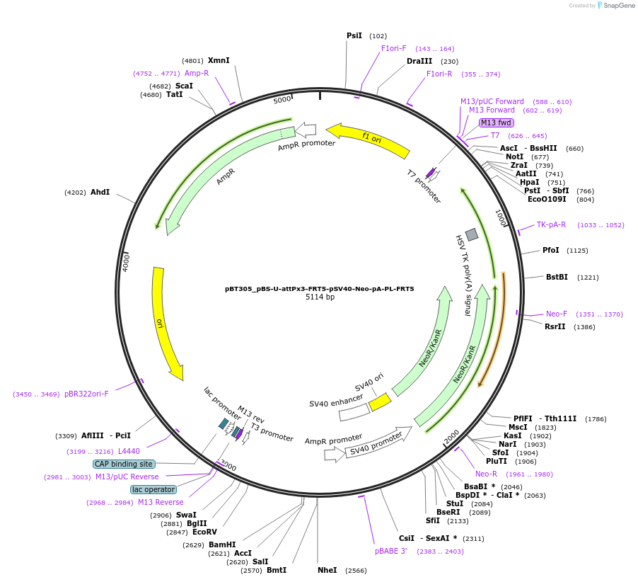 52539-plasmid-map-sequence-id-82318