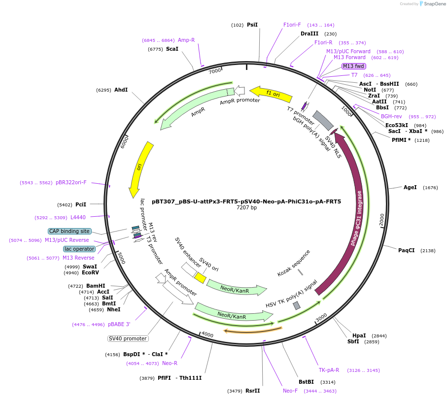 52540-plasmid-map-sequence-id-82319
